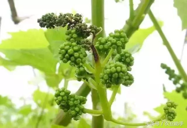 葡萄灰霉病控不住？花前用药是关键！