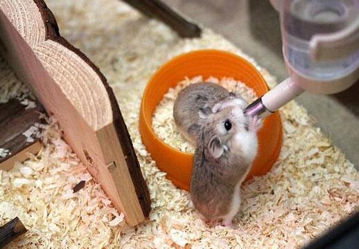 萌仓鼠是怎么喝水的,仓鼠小知识仓鼠喝什么水