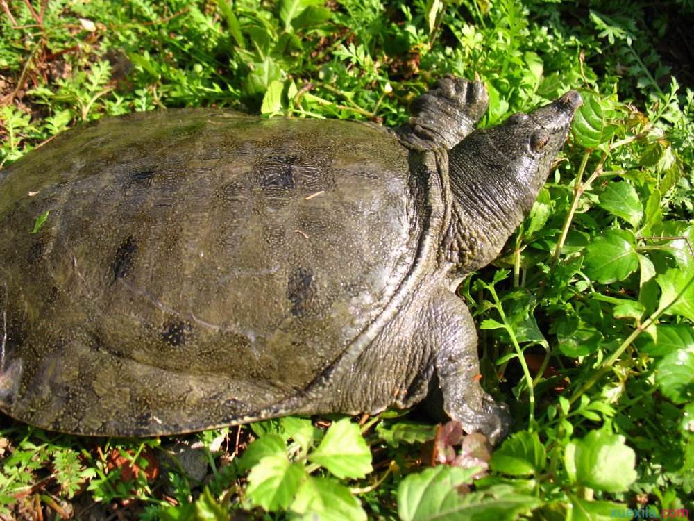 捕野生甲鱼违法吗,捕甲鱼地笼网