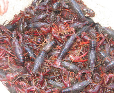 小龙虾能和小型观赏鱼一起混养吗,罗氏沼虾和小龙虾泥鳅能混养吗