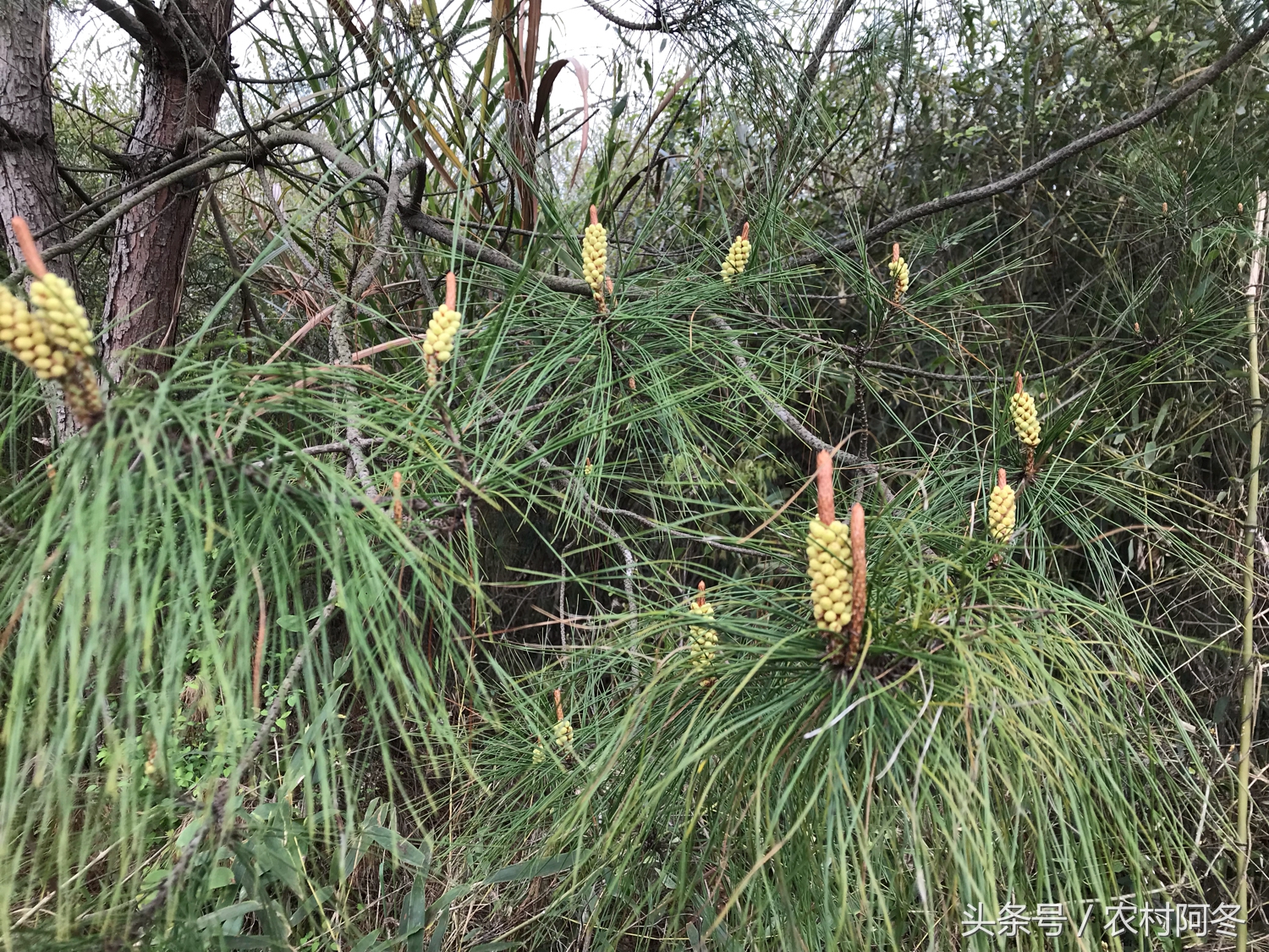 山上的松花粉有什么功效和作用,山上的松花粉有哪些