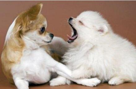 狗狗的这18种行为你真的懂了吗,狗狗的的几种行为不要弄错了