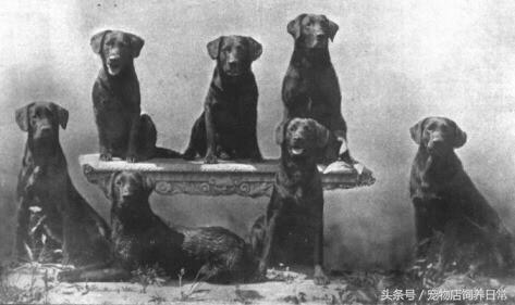 拉布拉多是死亡率最高的犬吗,中国禁养犬有没有拉布拉多