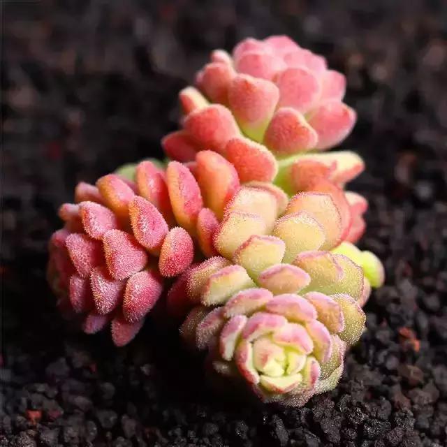 270种常见多肉图谱,270种常见多肉盆景