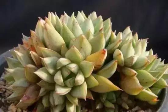 270种常见多肉图谱,270种常见多肉盆景