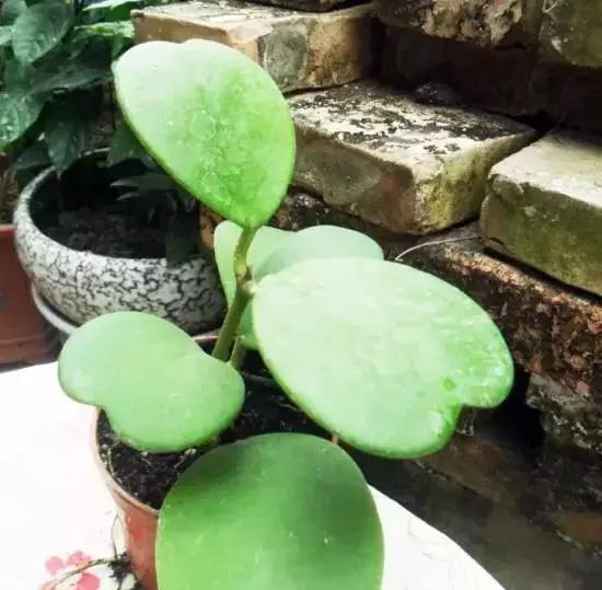 270种常见多肉图谱,270种常见多肉盆景