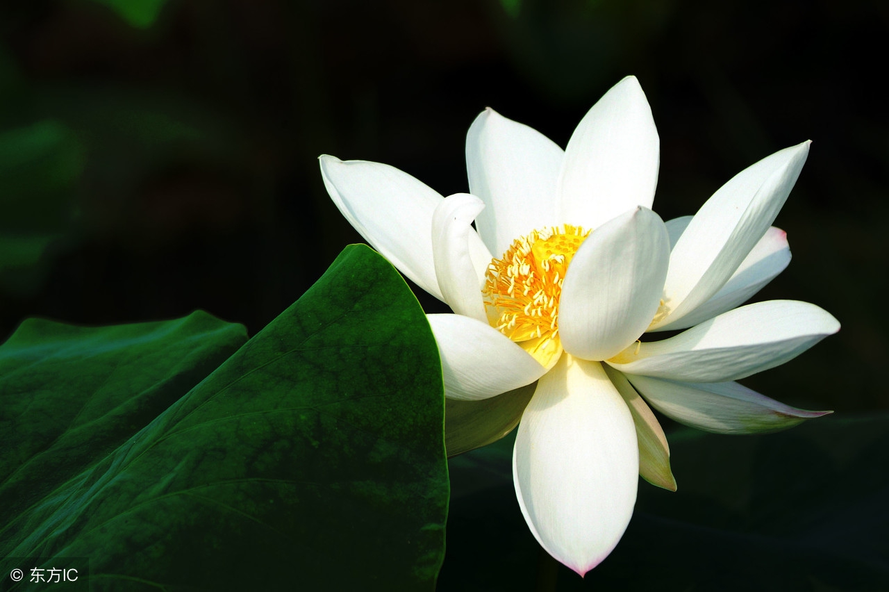 荷花：龙湖的风神韵致