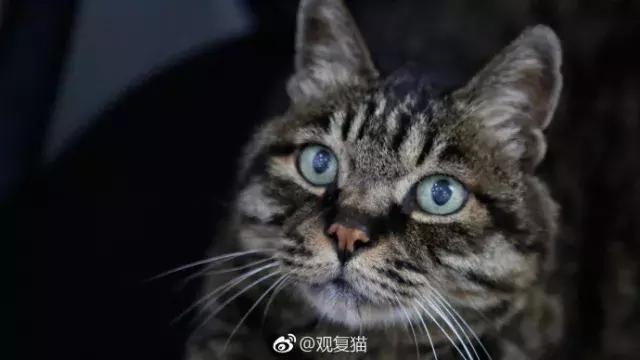 盘点中国古代猫,中国名猫有哪些猫