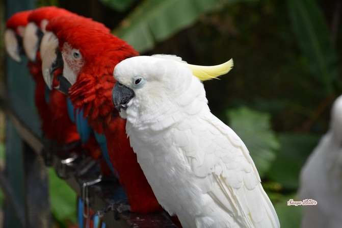 相约海之南歌曲,浪漫走天涯相约海之南