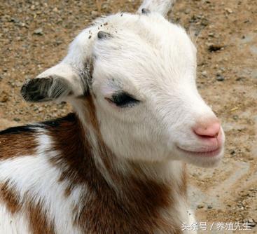 酒糟喂羊绝招视频,刚出炉的啤酒酒糟可以直接喂羊吗