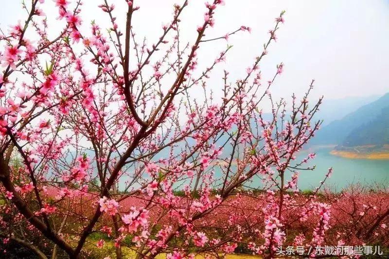 清明小长假旅游推荐,清明假期适合1-2天短途旅游