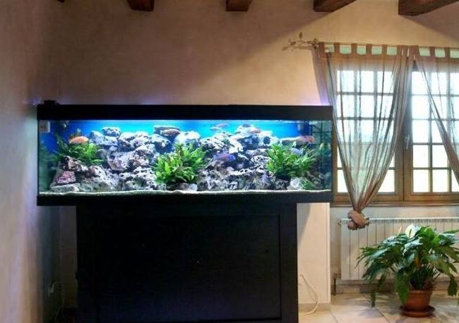 鱼缸摆放位置有没有什么讲究图片,鱼缸摆放的位置有哪些讲究