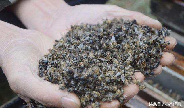 养蜂人十大忌讳,养蜂人最怕什么农药