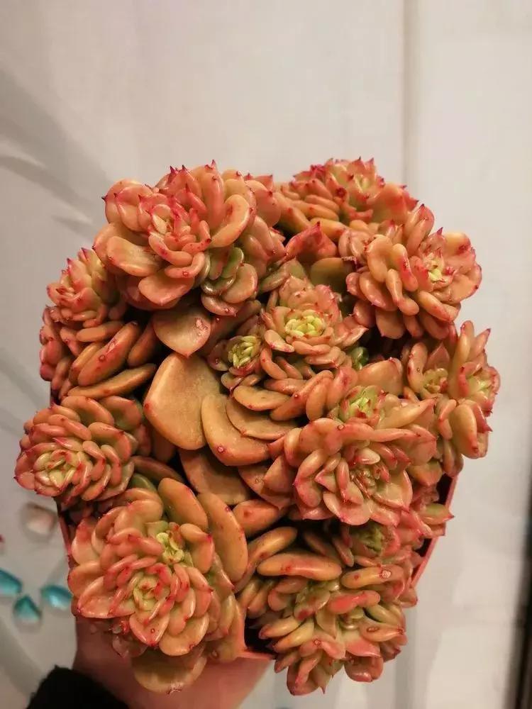 为了多肉改造阳台,疯狂的她