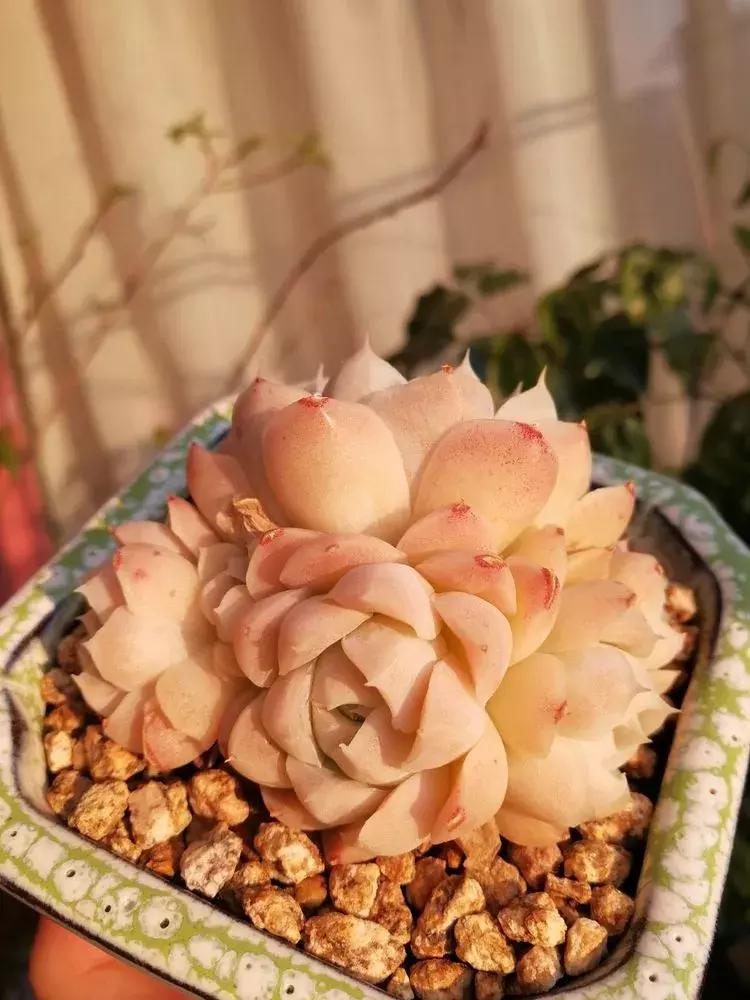 为了多肉改造阳台,疯狂的她