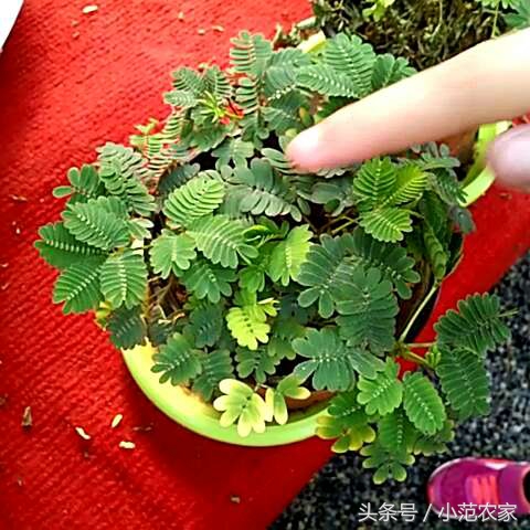 含羞草的养护技巧幼儿园,含羞草盆栽怎么进行养护