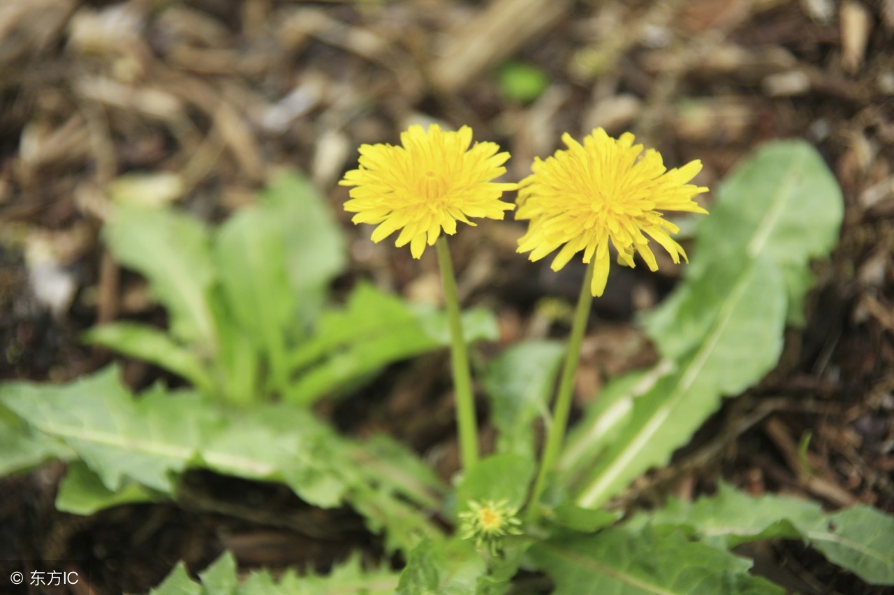 野生蒲公英正常饮用对身体好吗,蒲公英吃效果好还是泡水喝效果好