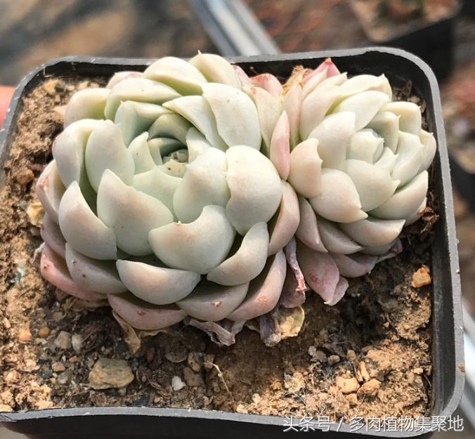 烟灰水浇花的注意事项,用烟头泡水能防治病虫害吗