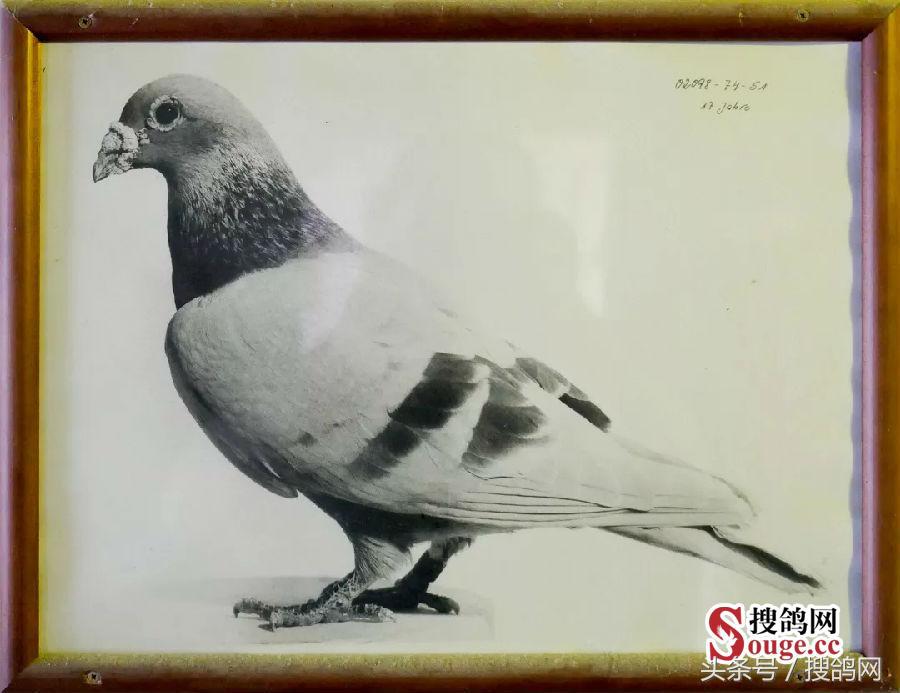 搜鸽网信息,赛鸽资讯知识分享
