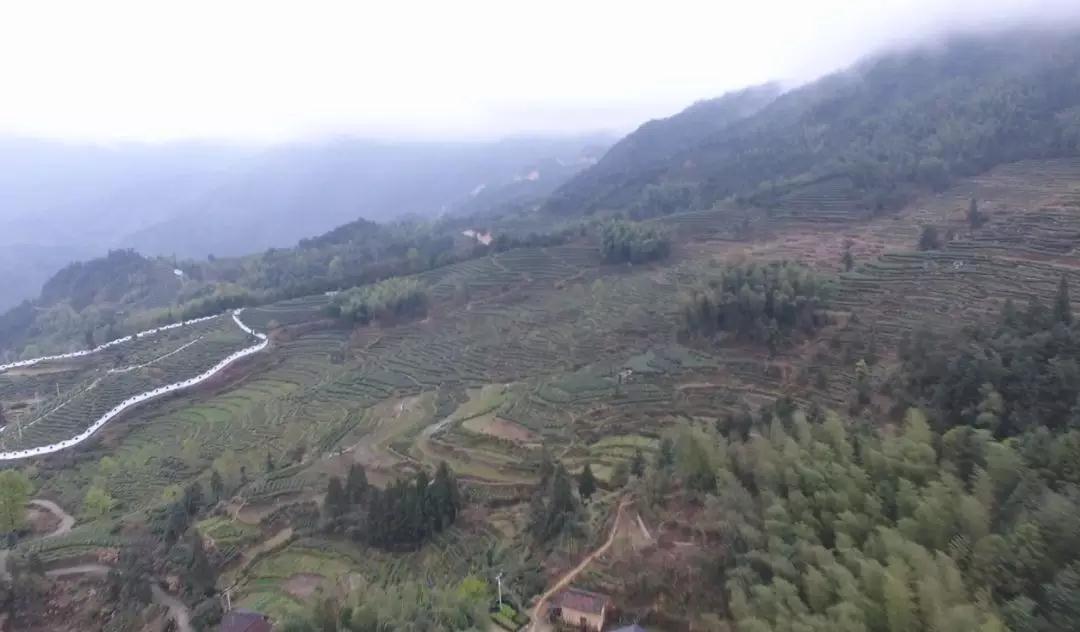 正宗金奖惠明茶,明前金奖惠明的贡茶