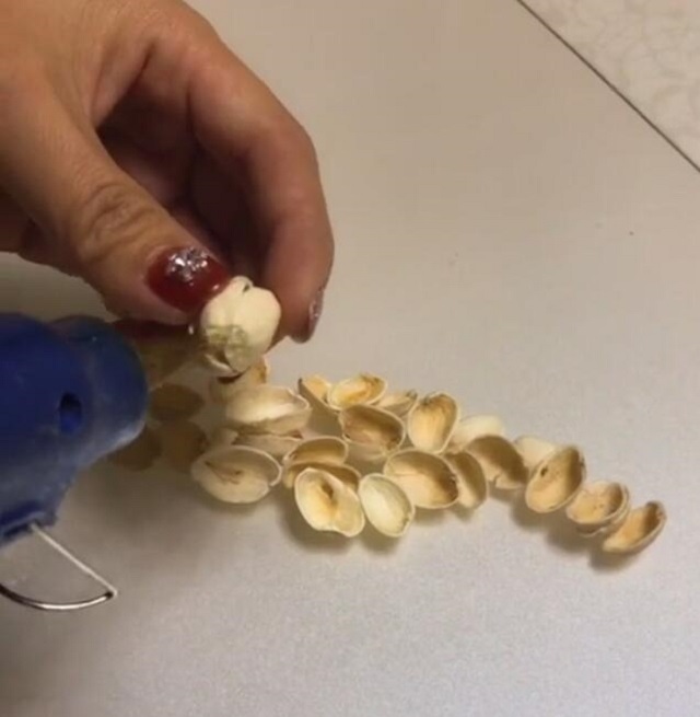 开心果吃完不要扔,开心果可以做哪些实验