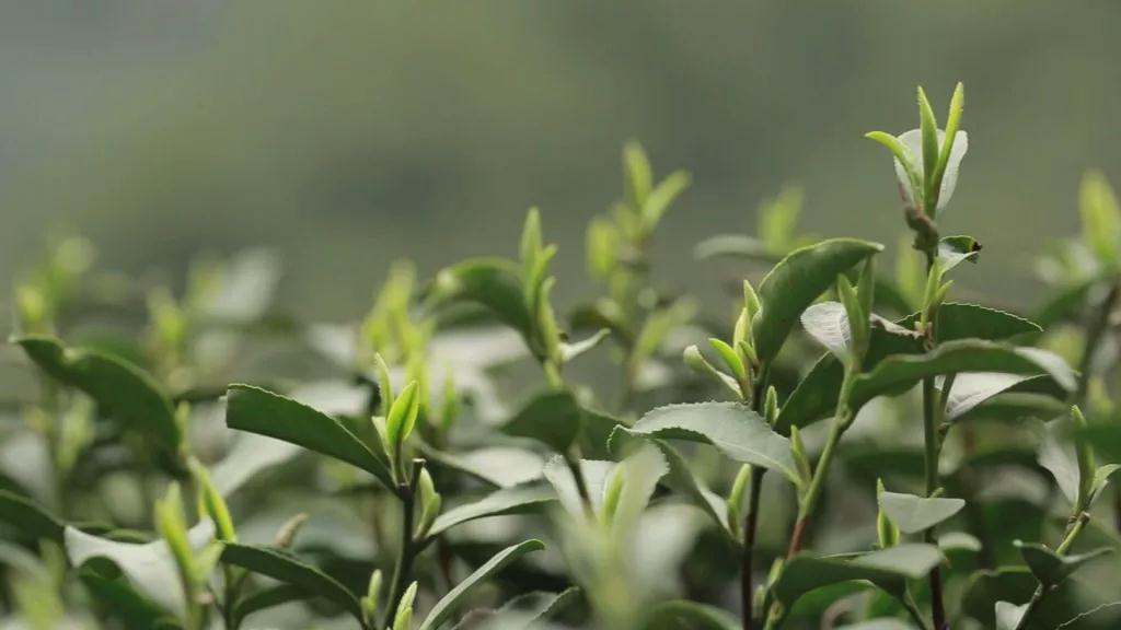 警惕一喝绿茶就不舒服,冬天喝红茶和绿茶伤胃吗
