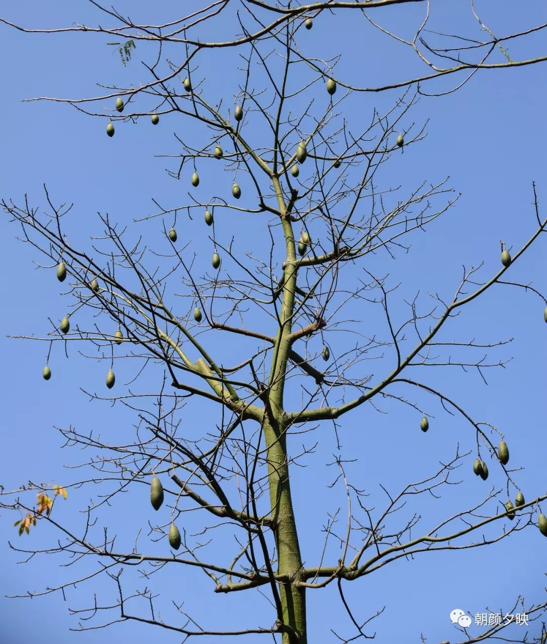 中山纪念中学100周年校庆,中山纪念中学80周年校庆