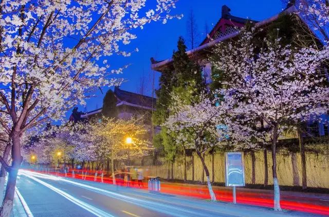 带你去流溪湾丰华园赏樱花,走啊我带你去看樱花的文案