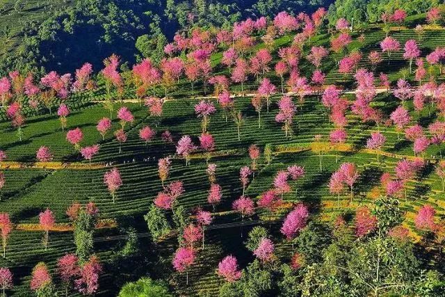 带你去流溪湾丰华园赏樱花,走啊我带你去看樱花的文案