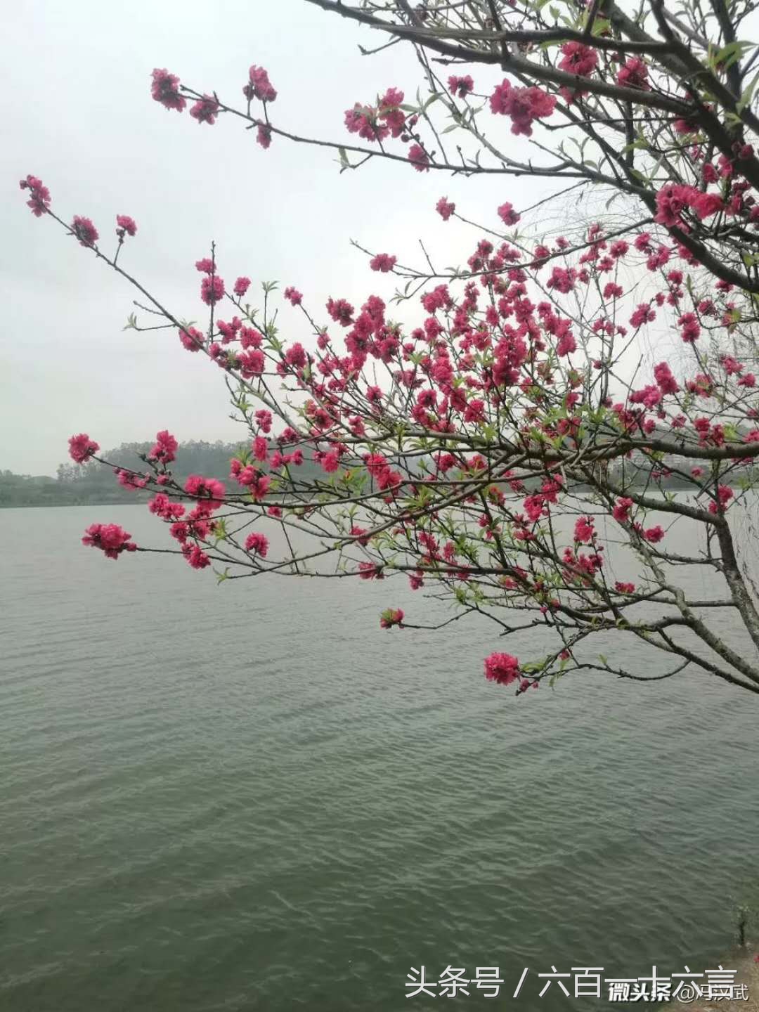 头条号手机摄影:爱拍美图分享第二期，欢迎围观，欢迎来稿！