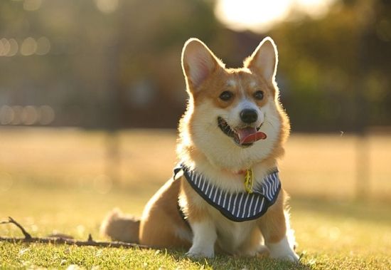 怎么养好柯基呀视频教程,怎么养柯基犬才比较好