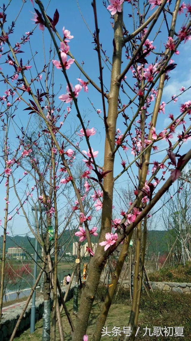 雅安桃花岛桃花开了没有,雅安桃花岛景区