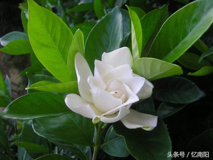 南阳唐河花,唐河县有什么花