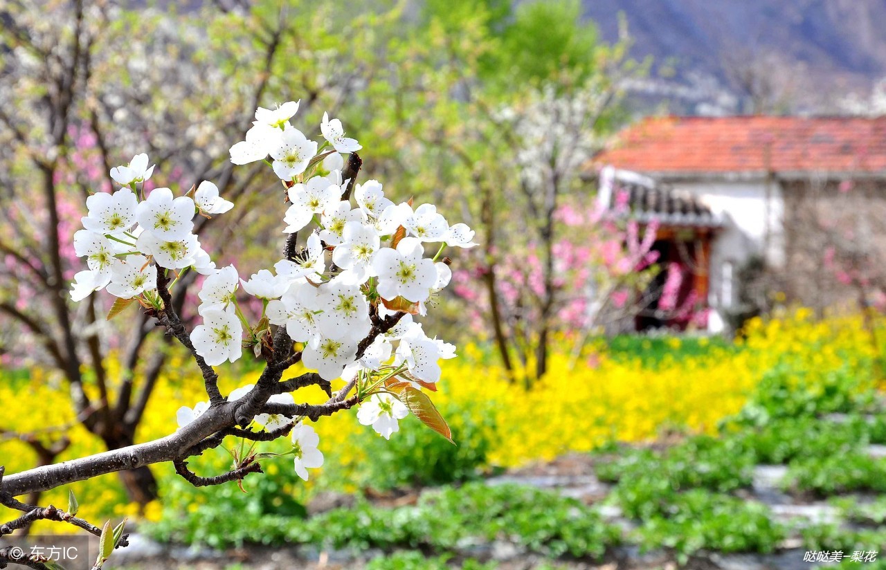 春季常备预防感冒药有哪些,小儿春季感冒用啥感冒药