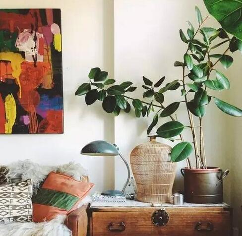 吸甲醛最好的绿植是什么,吸甲醛的绿植哪个最好