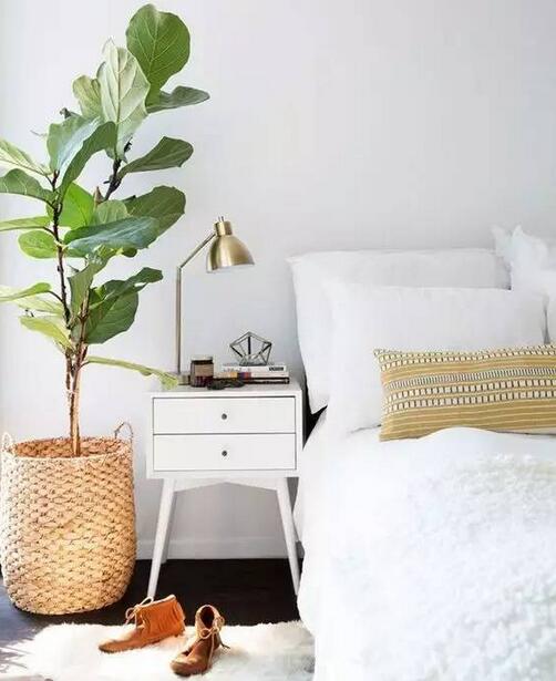 吸甲醛最好的绿植是什么,吸甲醛的绿植哪个最好