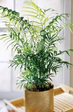 吸甲醛最好的绿植是什么,吸甲醛的绿植哪个最好