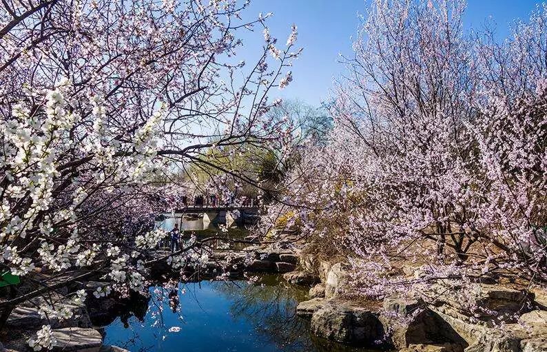 北京玉兰花观赏地,北京最美紫玉兰在哪