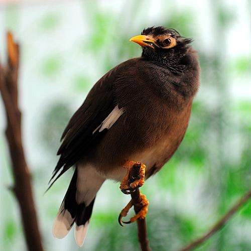 八哥鸟的优劣,八哥鸟怎么区分好坏