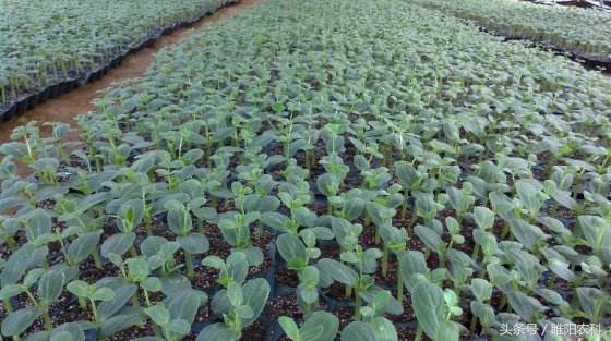 育苗间苗补苗方法,做好选苗育苗大文章