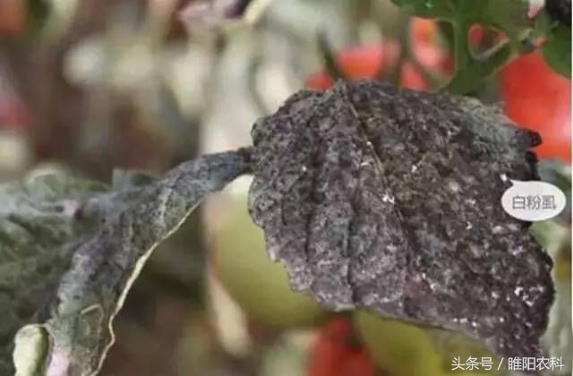 白色粉虱用什么药,什么药杀粉虱效果最好