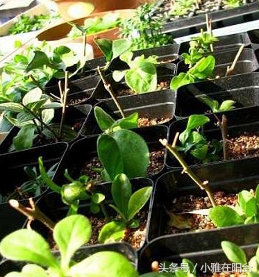 这6种花随便扔土里就能活,长势最快的爬藤植物不怕晒