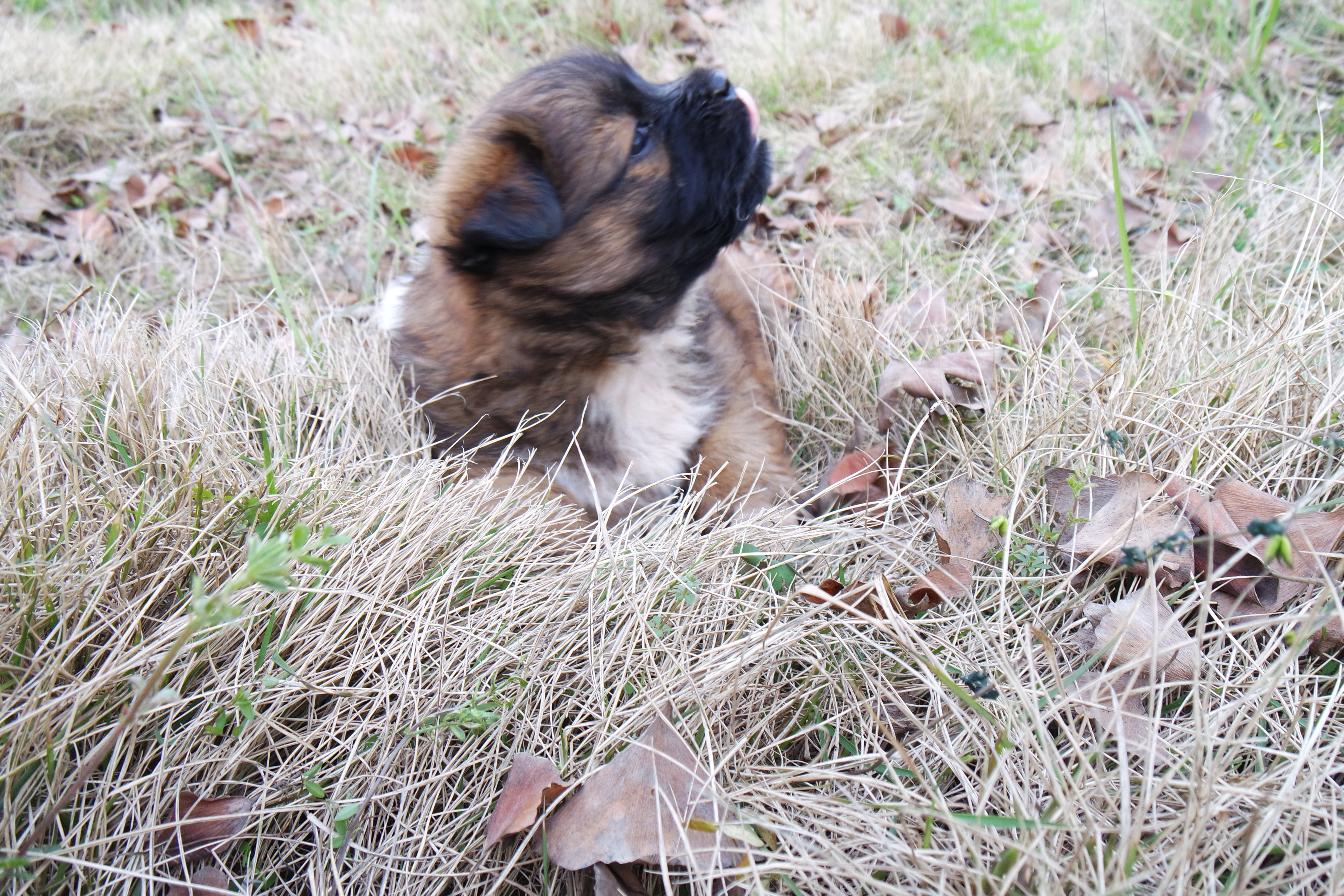 武昌理工学院的樱花,武昌理工学院回忆