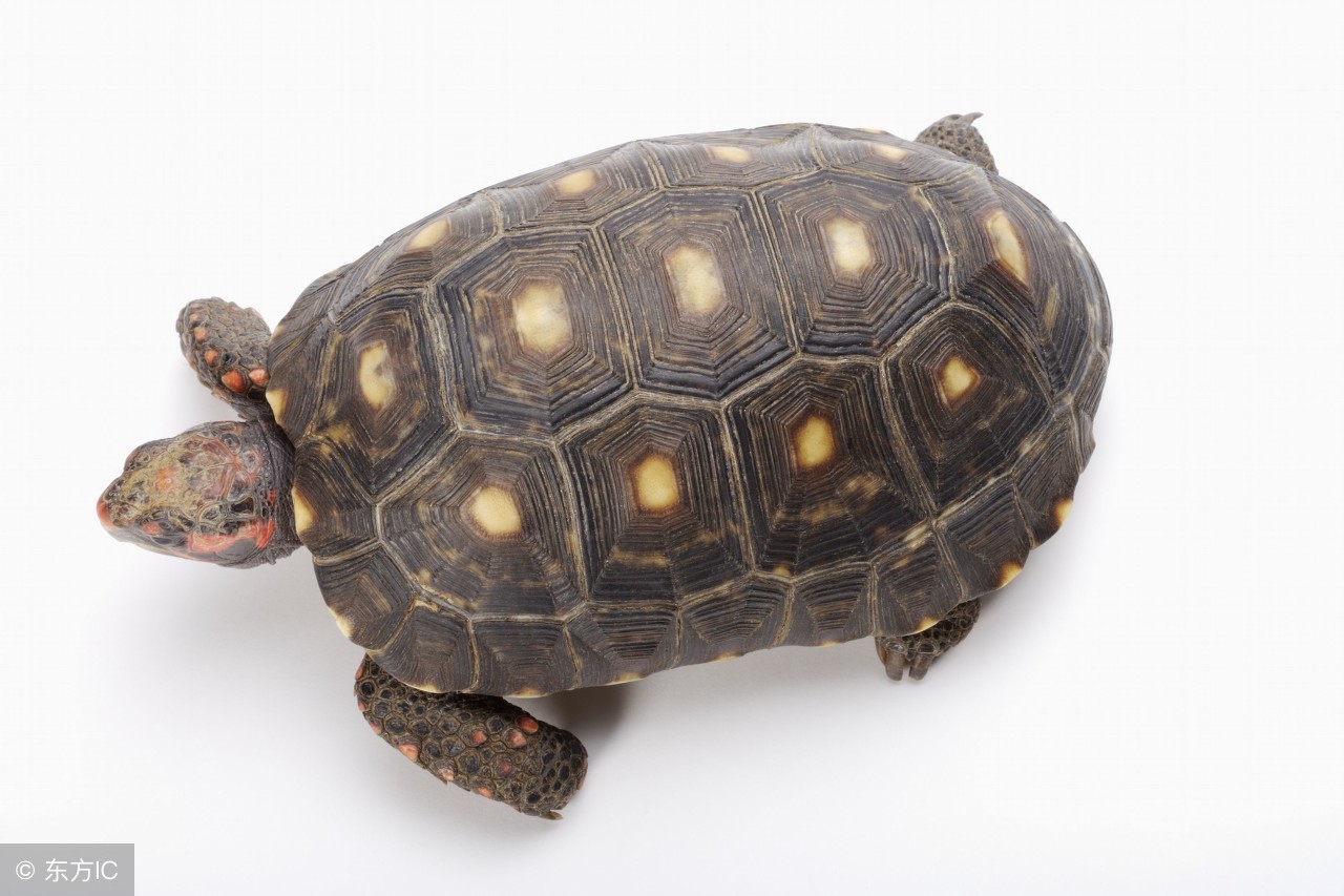 陆龟为什么吃粗纤维,陆龟可以吃的蔬菜