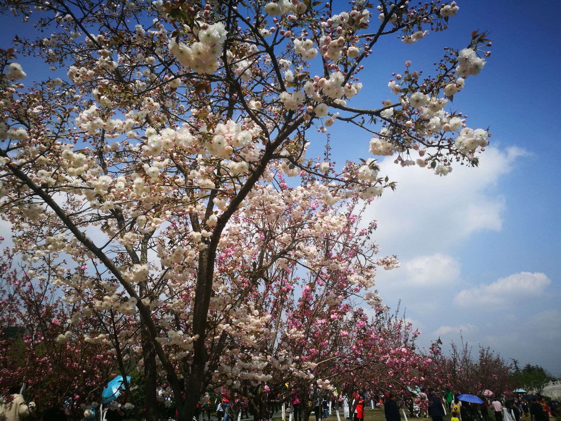 青白江凤凰湖樱花门票多少钱,青白江凤凰湖看樱花