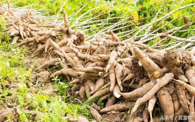 一周内致富锦囊,过去一周致富信息