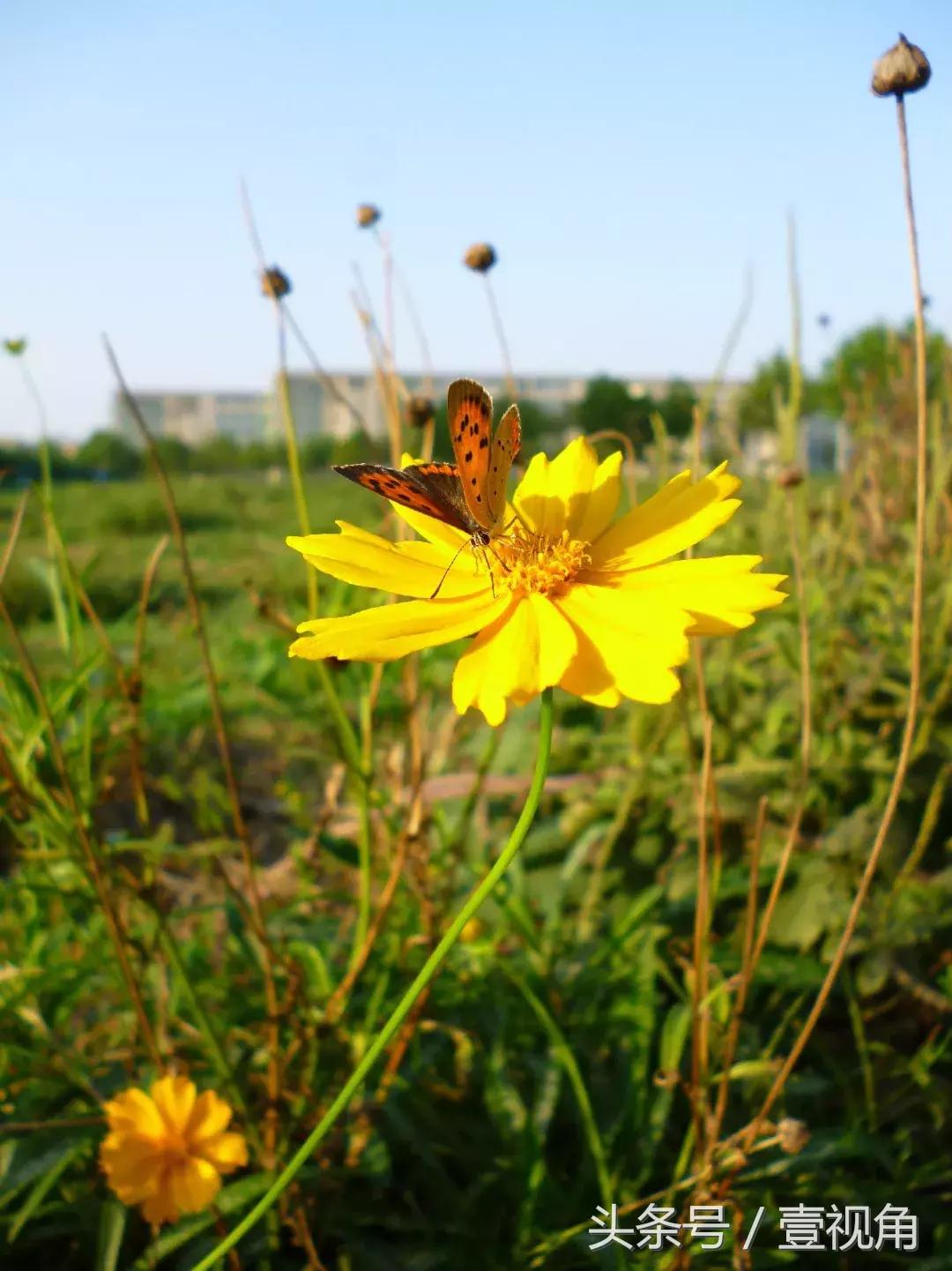 石家庄哪的公园樱花开了,石家庄樱花现在还有吗