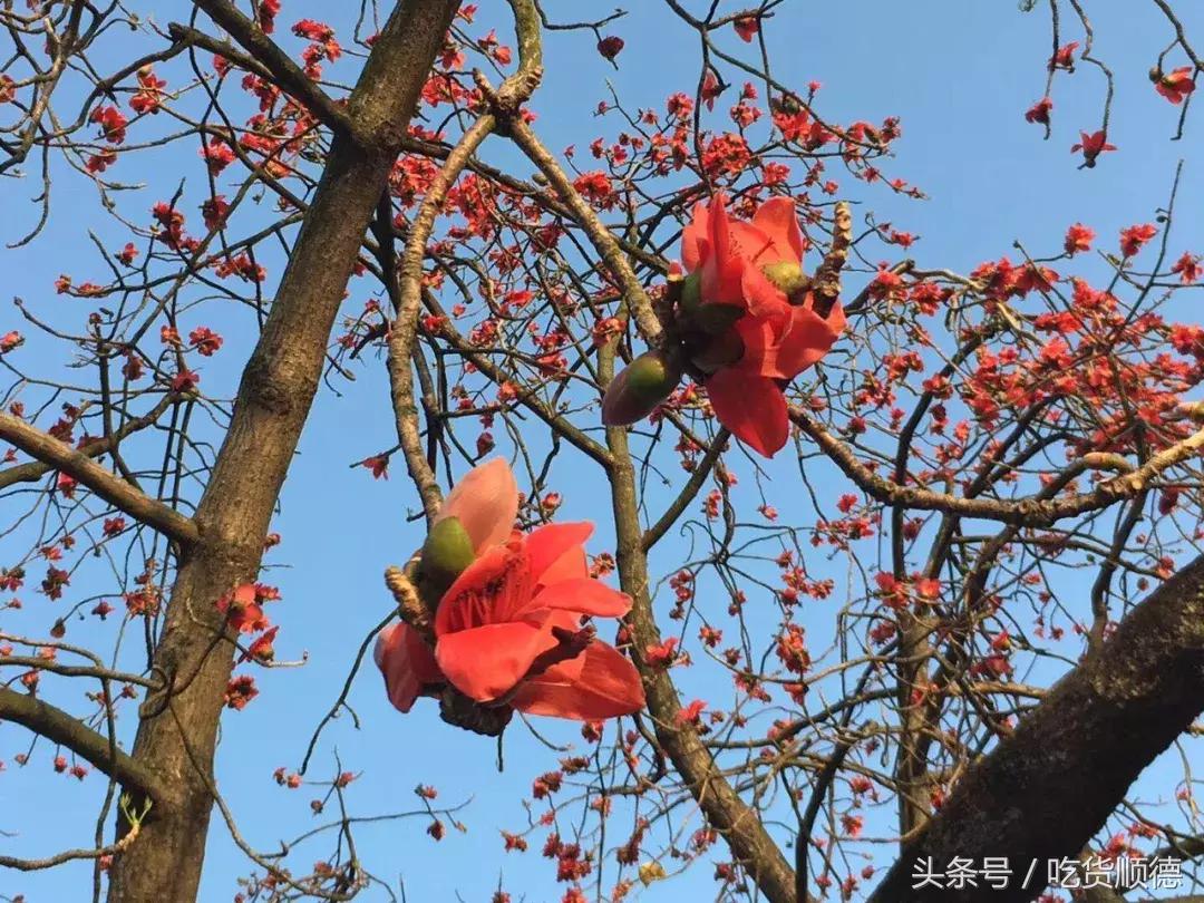东京芝士料理 (旧街上的芝士料理)