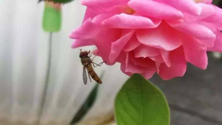 露台一年四季花卉,露台花木