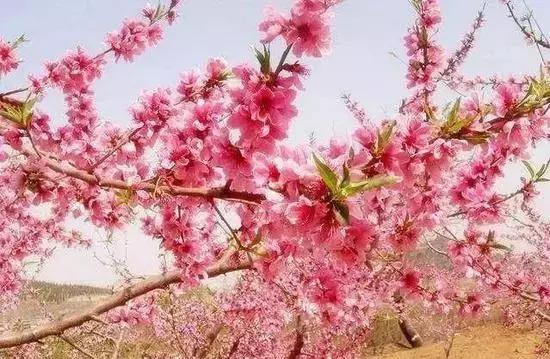 12处桃花源，为河南最美的春天代言，你认为怎样？欢迎添加